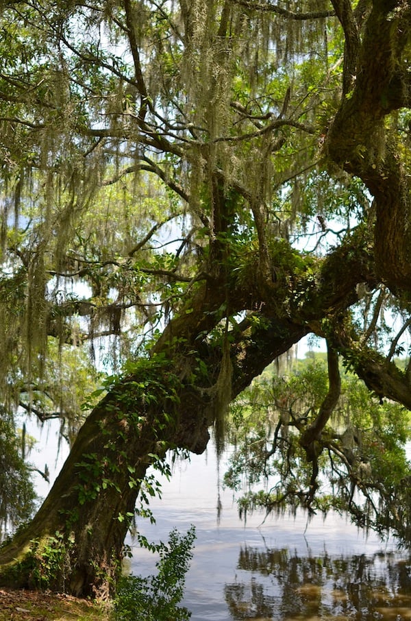 Lilly Pulitzer Crochet White Dress At Magnolia Plantation Katies Bliss