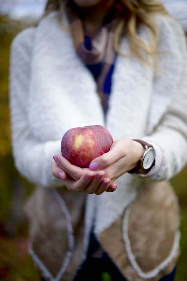 Apple Picking in Connecticut