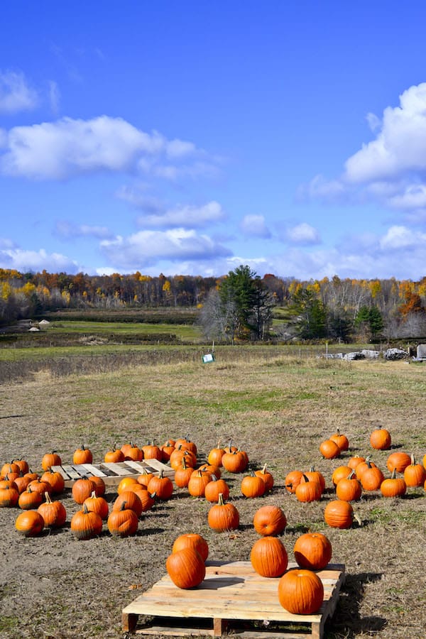 Pumpkin Patch