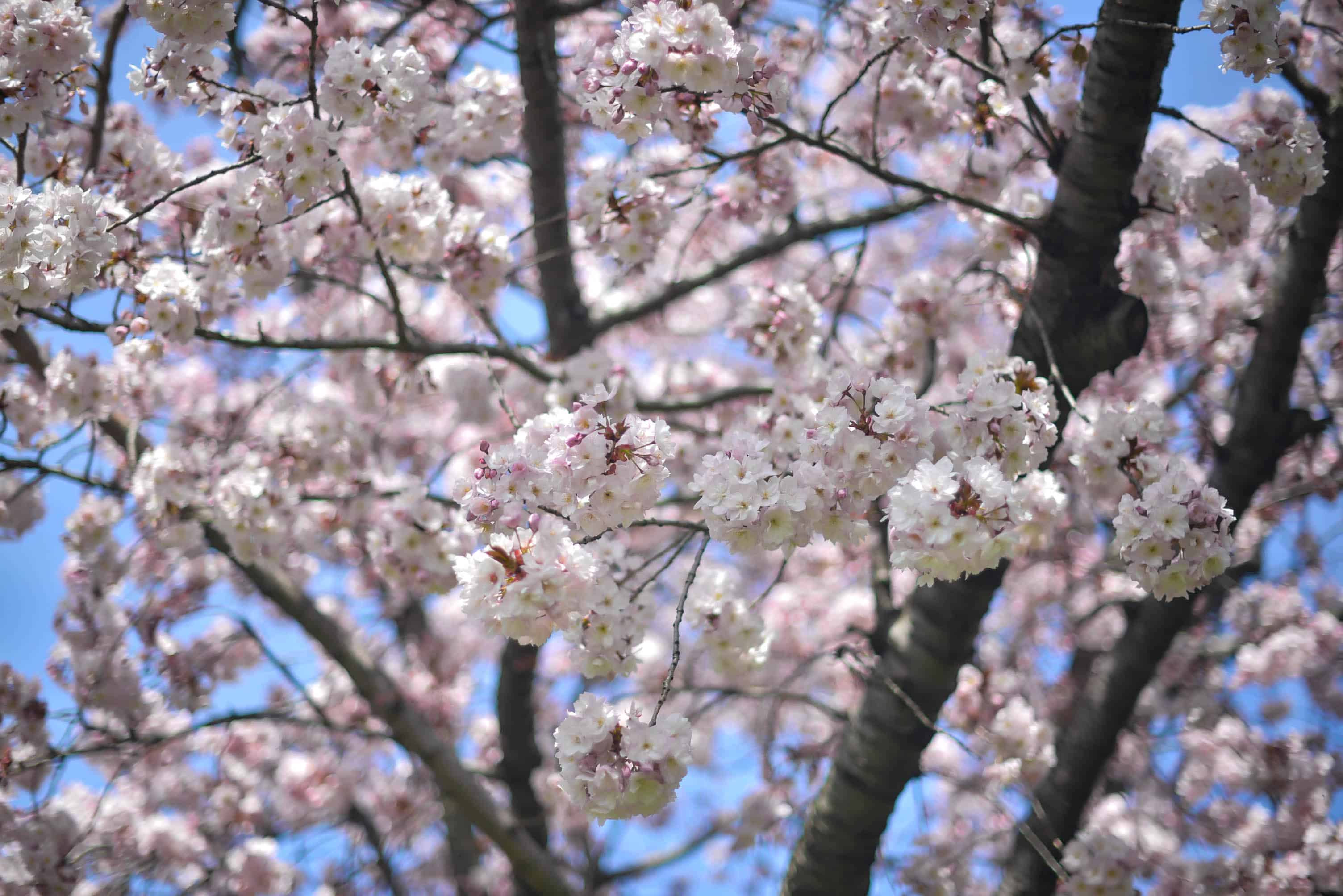 Brooklyn Botanic Garden Cherry Blossoms