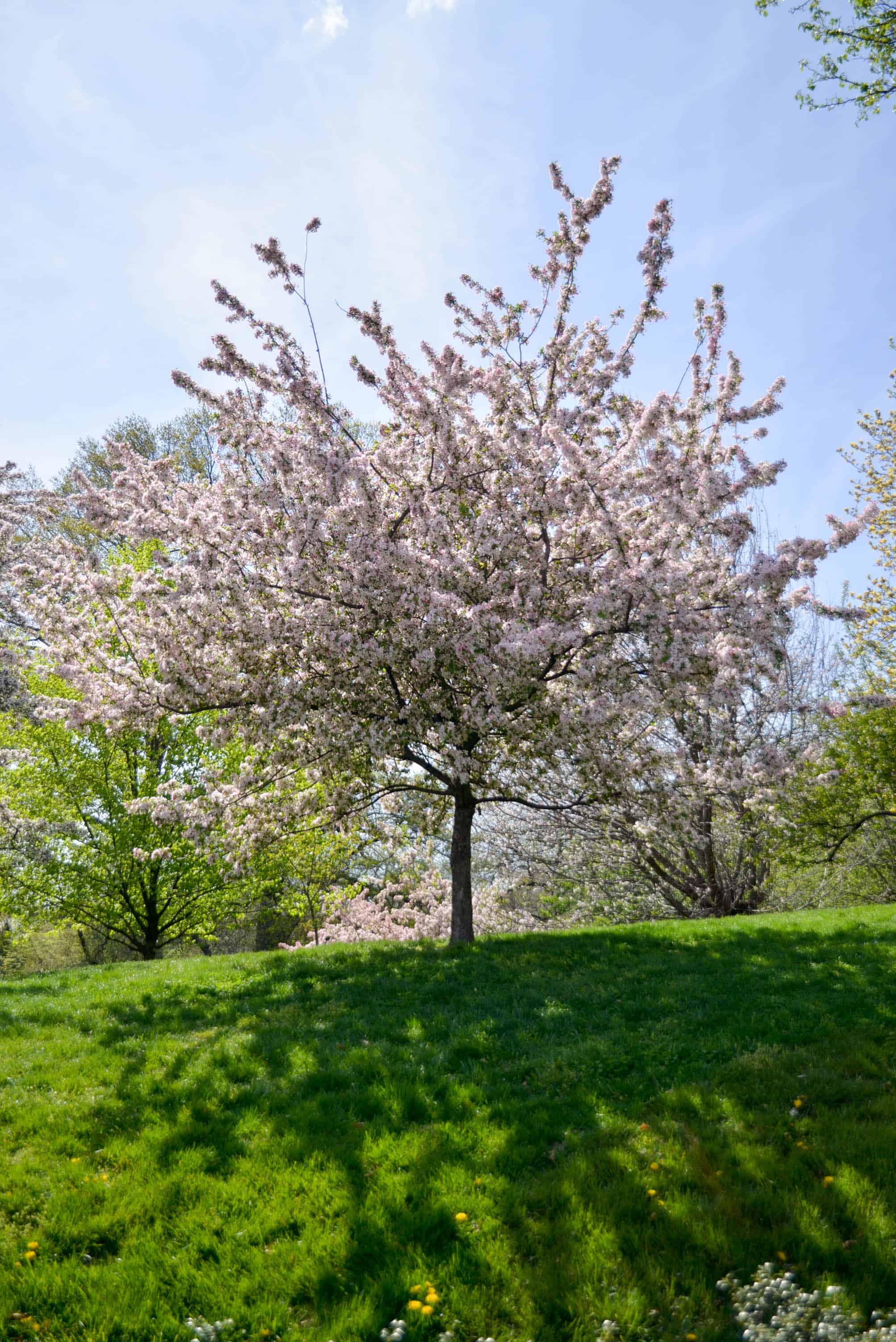 Brooklyn Botanic Garden Cherry Blossoms