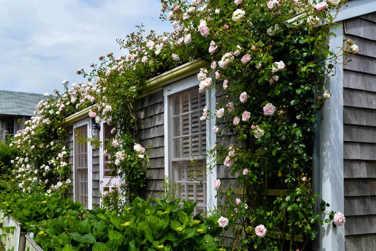 Sconset Nantucket Cottage