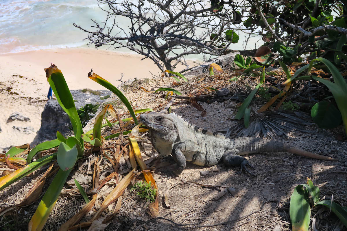 Tulum Mayan Ruins