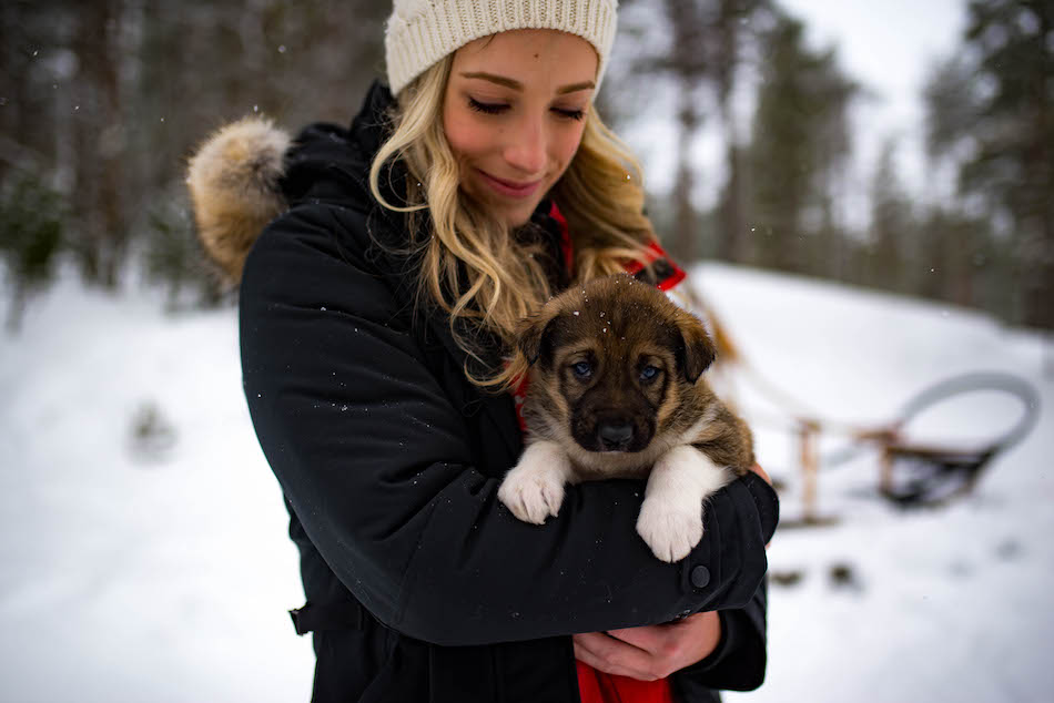 Dog Sledding Finland