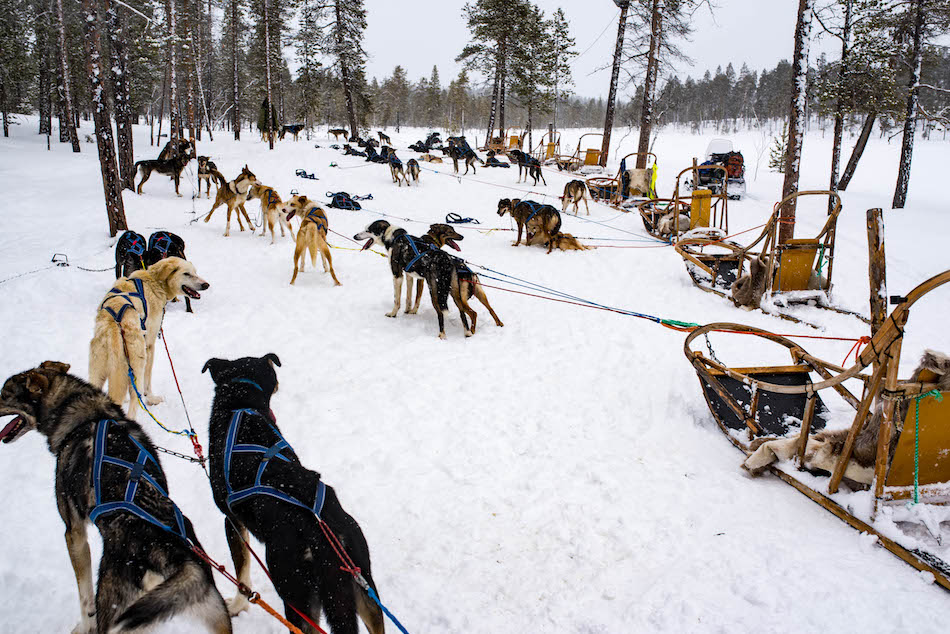 Dogsledding in Lapland Finland