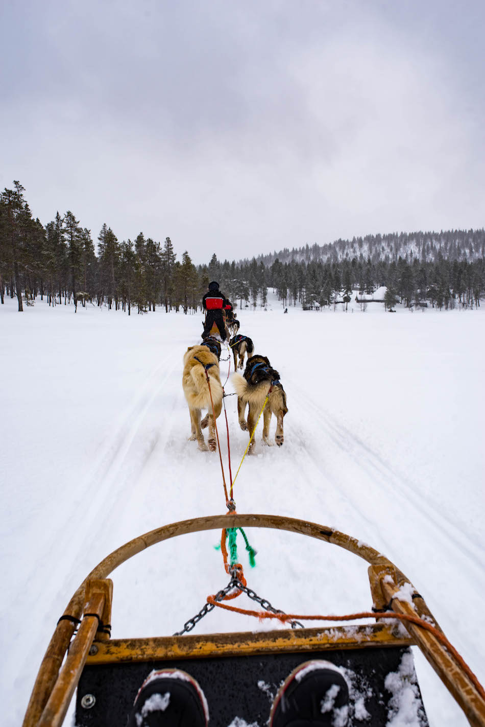 Dogsledding in Lapland Finland