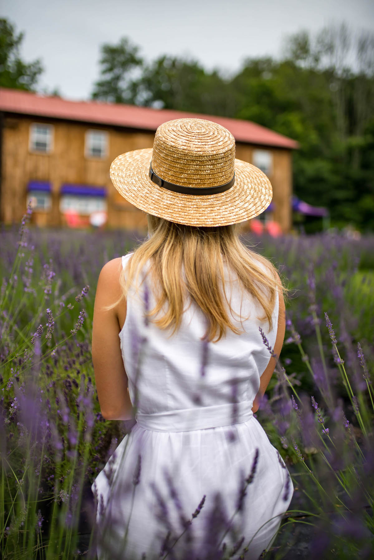 Lavender Farm