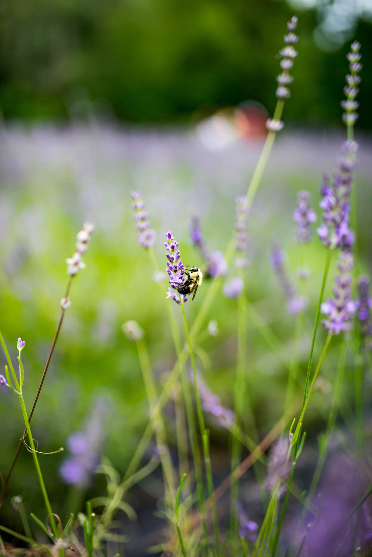 Lavender Farm