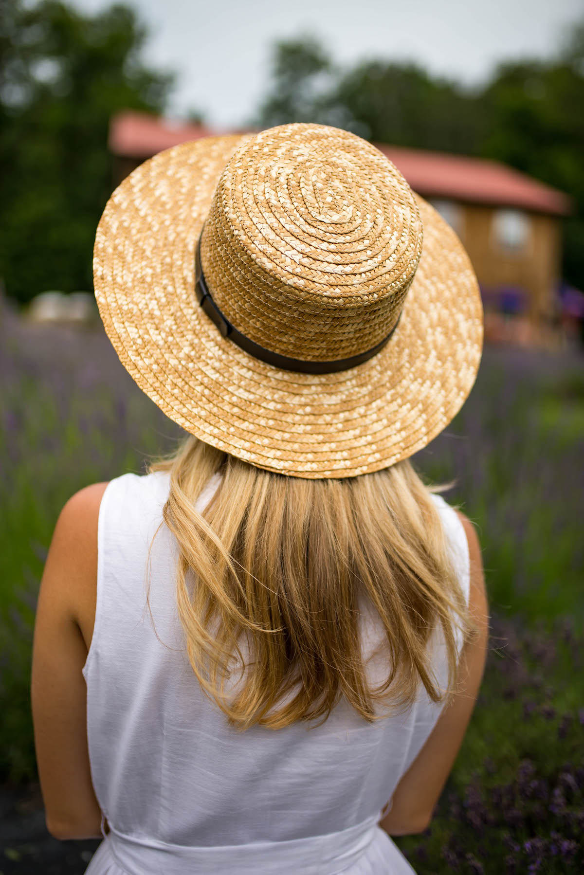 Lavender Farm