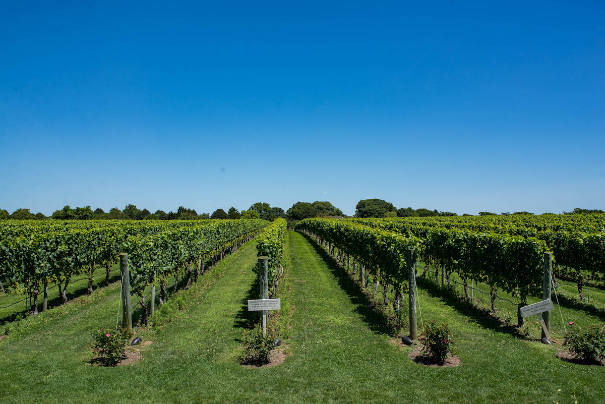 Wolffer Estate Vineyard