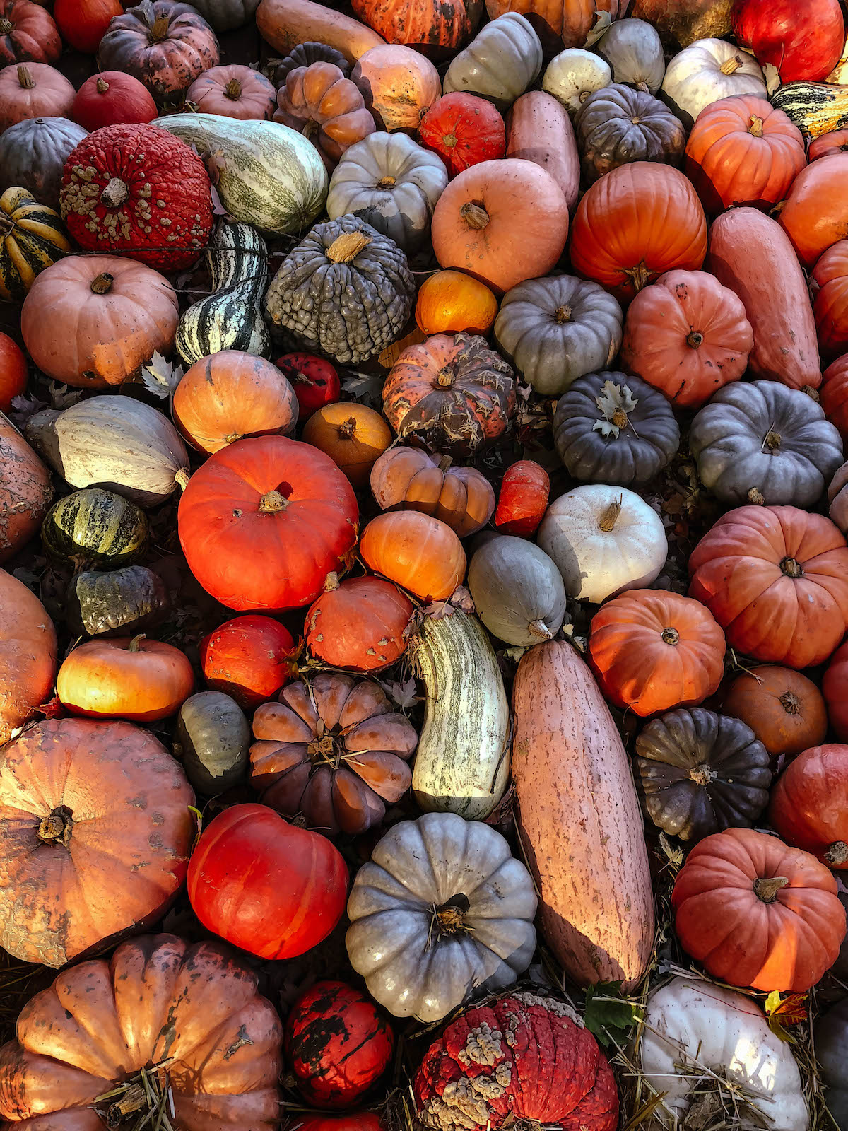 Ludwigsburg Pumpkin Festival Germany