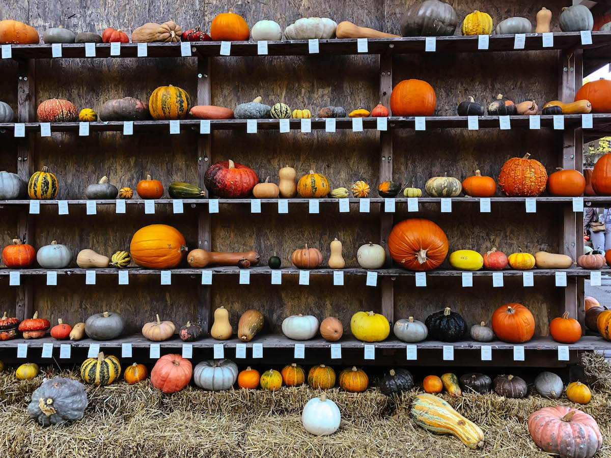 Ludwigsburg Pumpkin Festival Germany