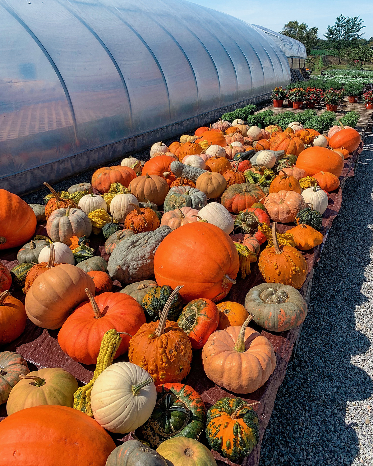 Scheuermann Farms New York