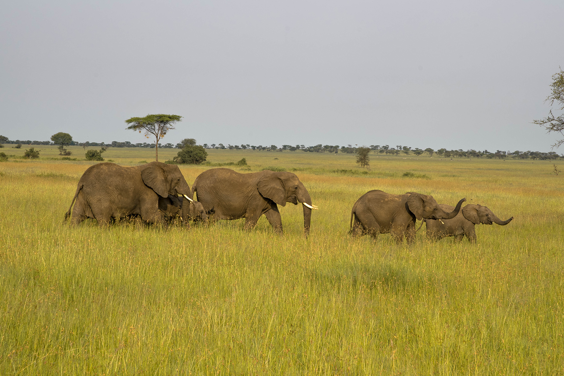 Katies Bliss Tanzania Safari