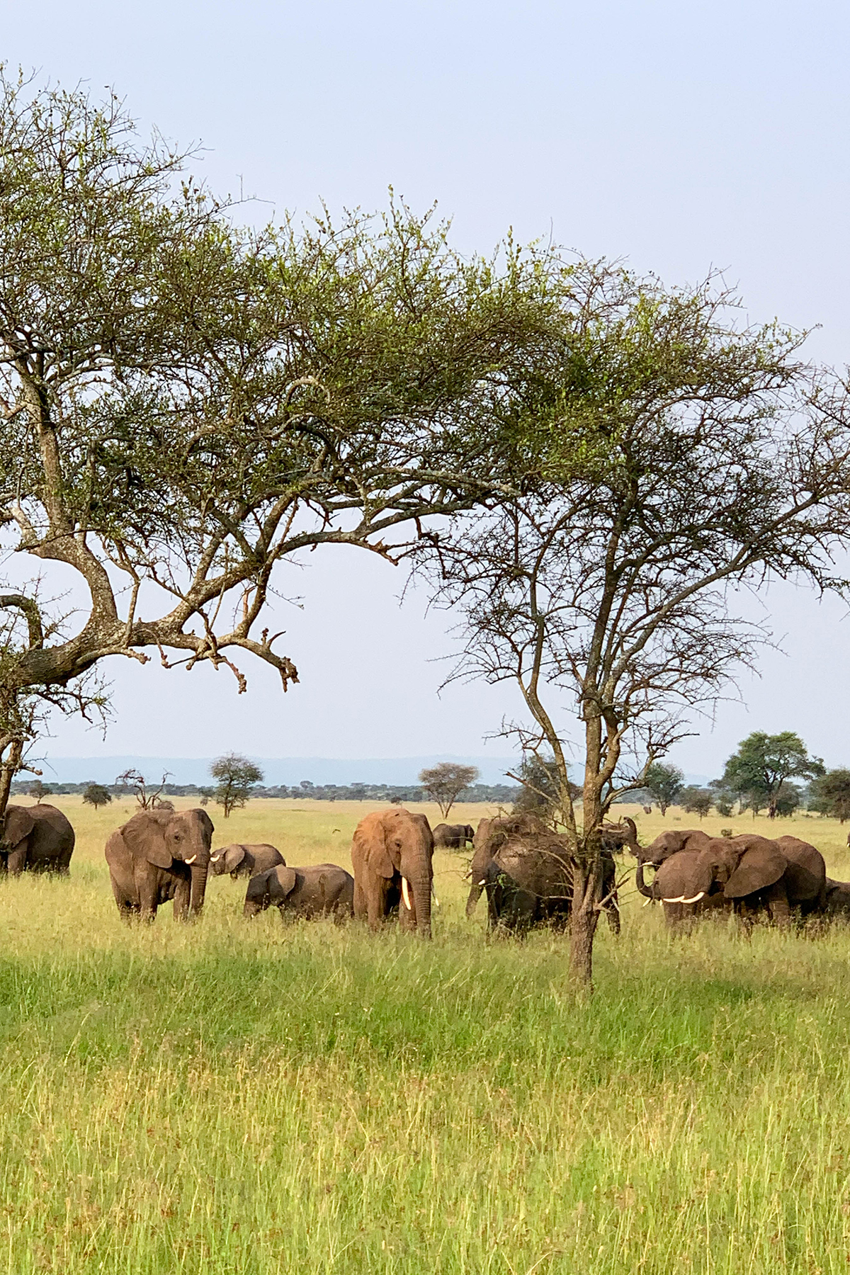 Katies Bliss Tanzania Safari