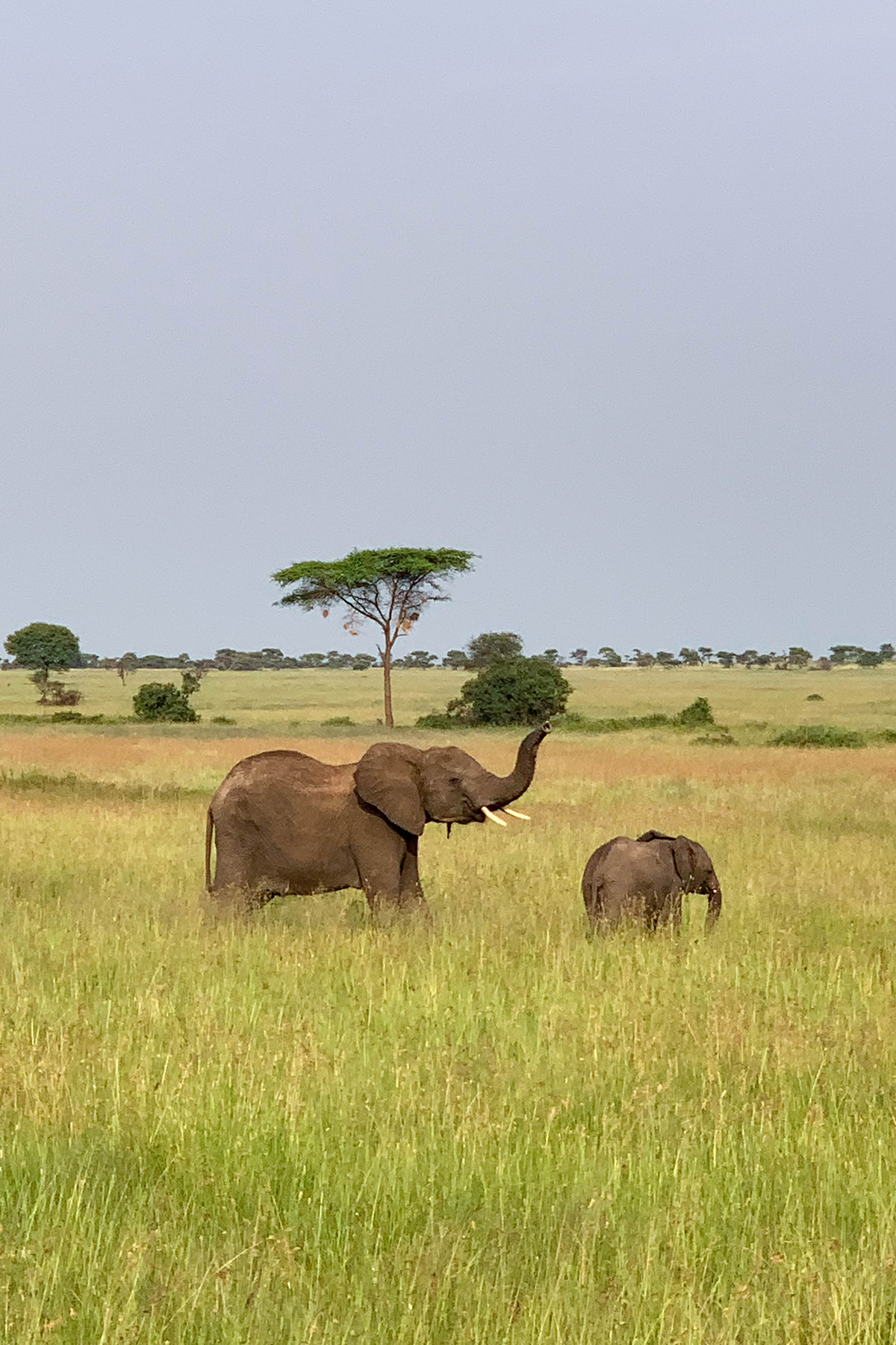 Katies Bliss Tanzania Safari