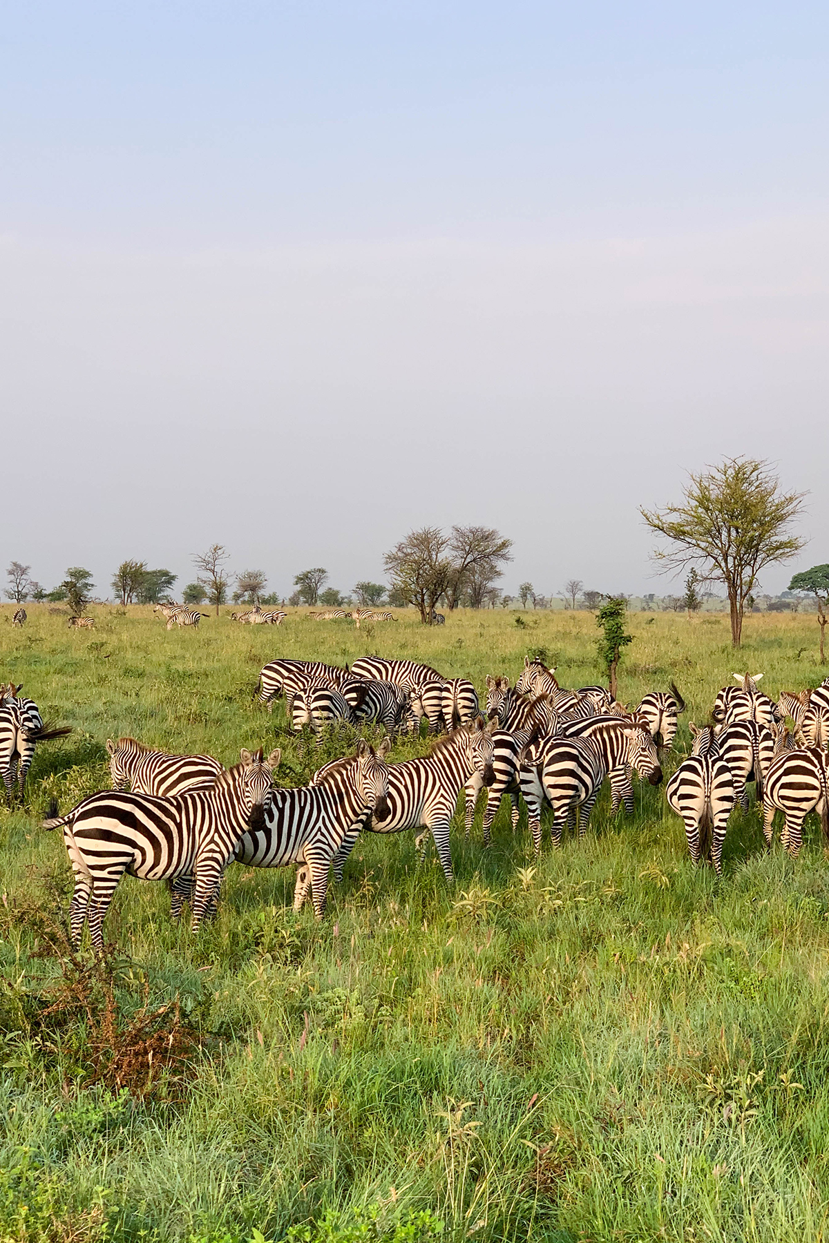 Katies Bliss Tanzania Safari