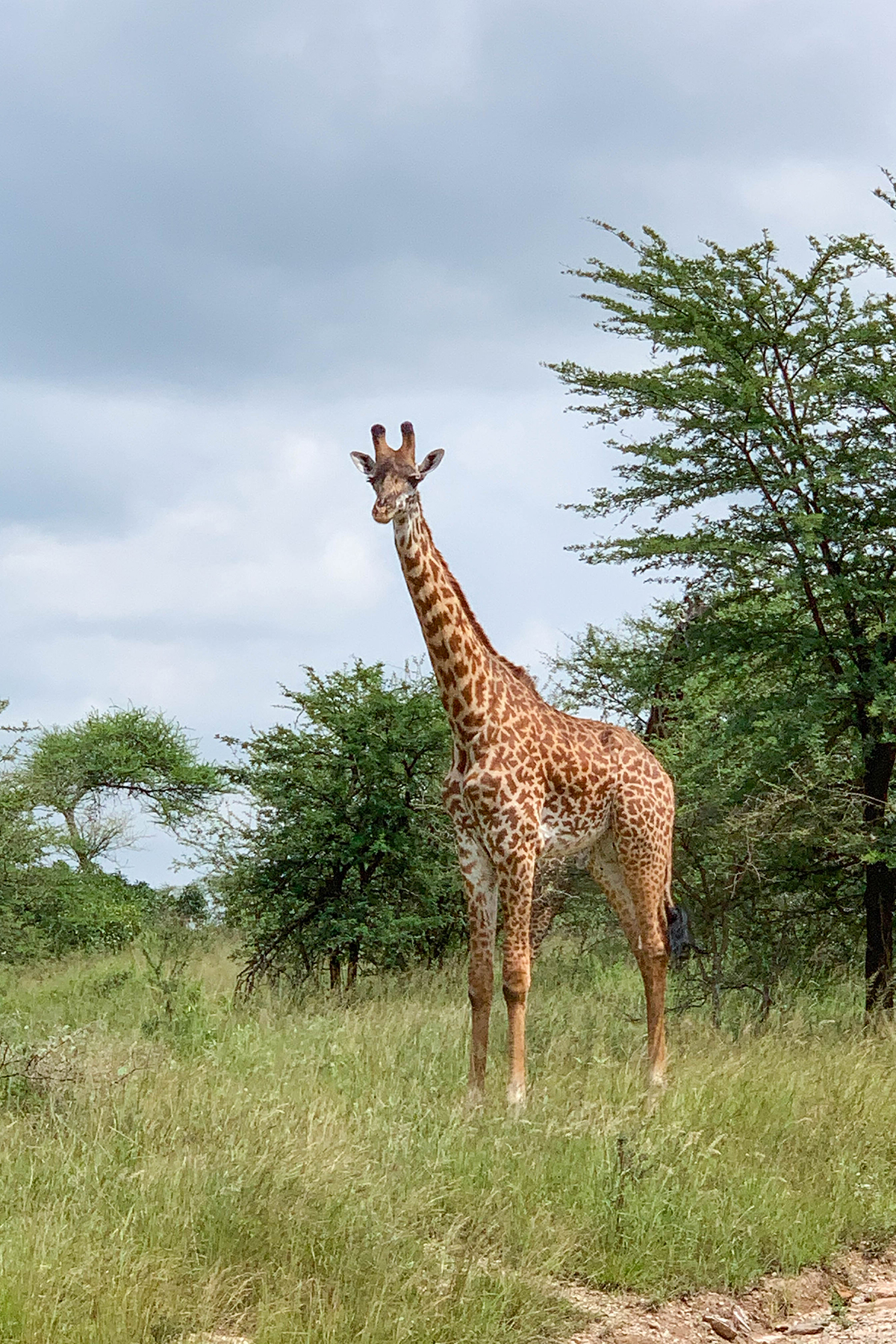 Katies Bliss Tanzania Safari